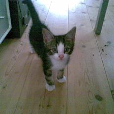 Huskat Ollie :( R.I.P :(