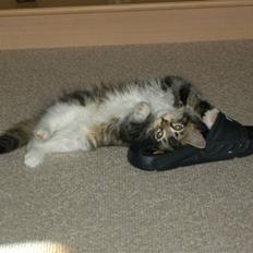 Blanding af racer Tilde