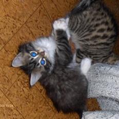 Blanding af racer Tilde