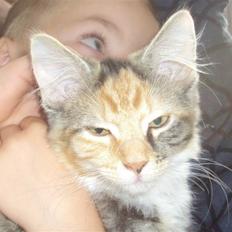 Blanding af racer Mary lou