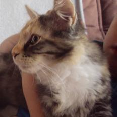 Blanding af racer Mary lou