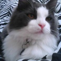 Norsk Skovkat chilli