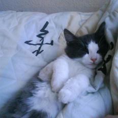 Norsk Skovkat chilli