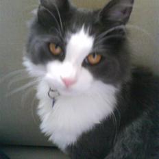 Norsk Skovkat chilli