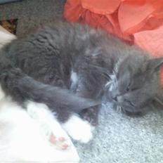 Norsk Skovkat Uldtot