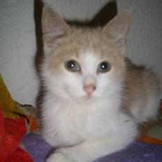 Blanding af racer Mathilde R.I.P.