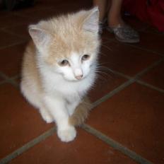 Blanding af racer Mathilde R.I.P.