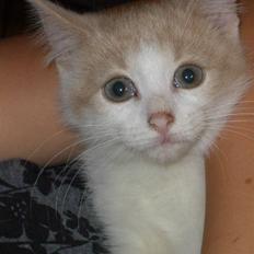 Blanding af racer Mathilde R.I.P.