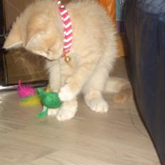 Blanding af racer Aurelia