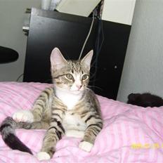 Huskat Samson *Solgt*