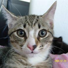 Huskat Samson *Solgt*