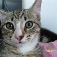 Huskat Samson *Solgt*