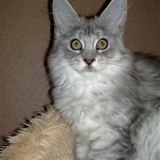 Maine Coon fanny