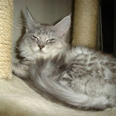 Maine Coon fanny