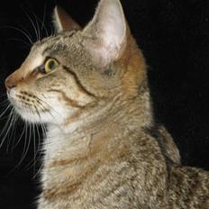 Blanding af racer Miss Duchess