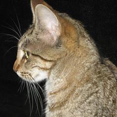 Blanding af racer Miss Duchess