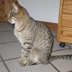 Blanding af racer Miss Duchess