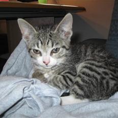 Huskat Lille Per <'3 R.I.P :'(