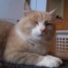 Blanding af racer pjucke