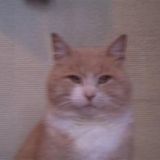 Blanding af racer pjucke