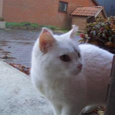 Blanding af racer misse mor(efterlyses)