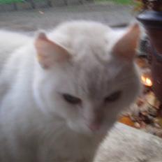 Blanding af racer misse mor(efterlyses)