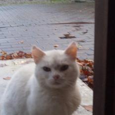 Blanding af racer misse mor(efterlyses)