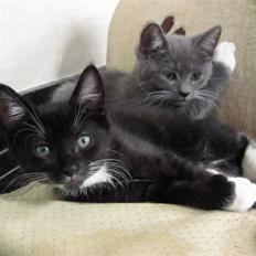 Huskat Rødtjørn´s LilleTim