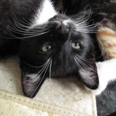 Huskat Rødtjørn´s LilleTim