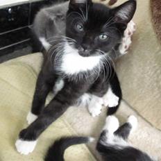 Huskat Rødtjørn´s LilleTim