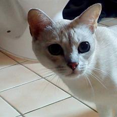 Burmilla Oliver *Tilbage sendt* :(