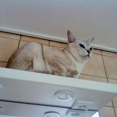 Burmilla Oliver *Tilbage sendt* :(