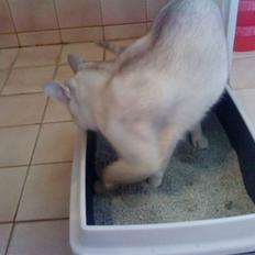 Burmilla Oliver *Tilbage sendt* :(