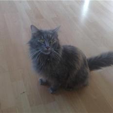 Norsk Skovkat Tao *R.I.P* Skattepige