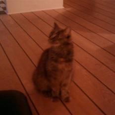 Norsk Skovkat Tao *R.I.P* Skattepige