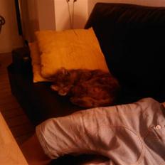 Norsk Skovkat Tao *R.I.P* Skattepige