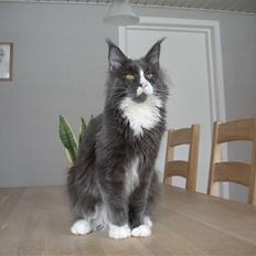 Maine Coon Langstteich In Petto
