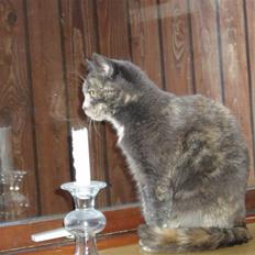 Huskat Missen - savnet