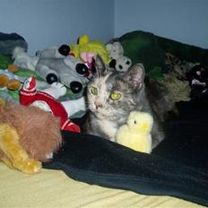 Huskat Missen - savnet