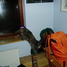 Huskat Missen - savnet