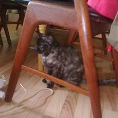 Blanding af racer julie