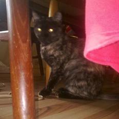 Blanding af racer julie