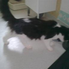 Blanding af racer pjuske