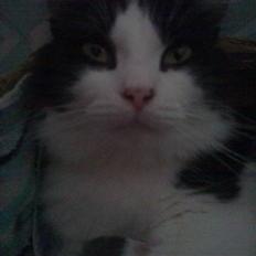 Blanding af racer pjuske