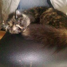 Blanding af racer mille