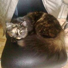 Blanding af racer mille