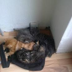 Blanding af racer mille