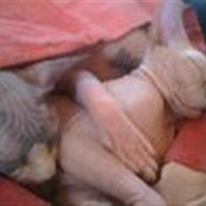 Sphynx Beautiful Daydream