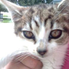 Huskat Nala (knuller) *væk*