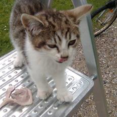 Huskat Nala (knuller) *væk*